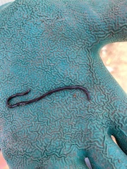 Indotyphlops braminus