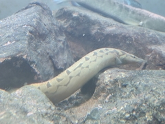 Mastacembelus armatus