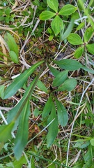 Erigeron glacialis glacialis