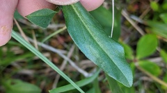Erigeron glacialis glacialis