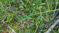 Erigeron glacialis glacialis