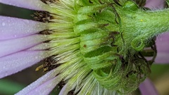 Erigeron glacialis glacialis