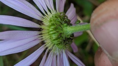 Erigeron glacialis glacialis