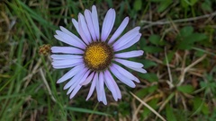 Erigeron glacialis glacialis