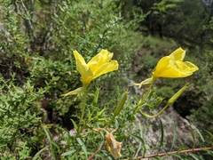 Oenothera argillicola