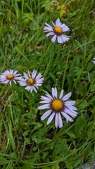 Erigeron glacialis glacialis
