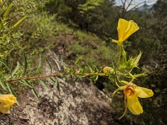 Oenothera argillicola