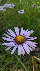 Erigeron glacialis glacialis