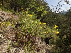 Oenothera argillicola