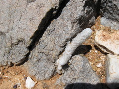 Anacampseros papyracea