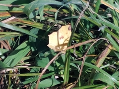 Antepione thisoaria