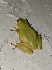 Hyla squirella