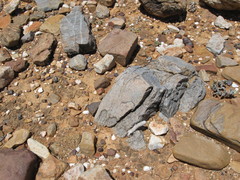 Anacampseros papyracea