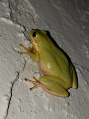 Hyla squirella
