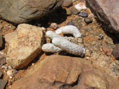 Anacampseros papyracea