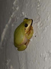 Hyla squirella