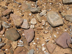 Anacampseros papyracea