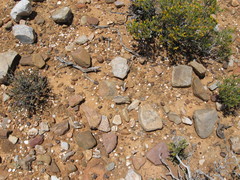 Anacampseros papyracea