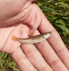 Nocomis platyrhynchus