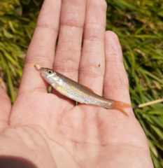 Nocomis platyrhynchus