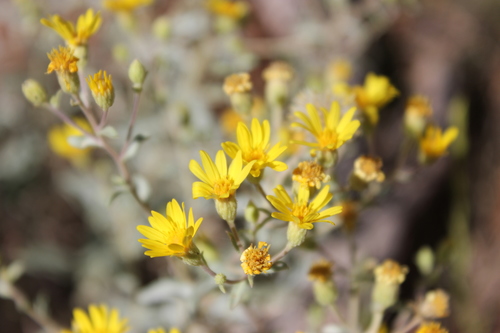 Heterotheca zionensis Semple