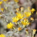 Zion False Goldenaster - Photo (c) Ashley Duval, some rights reserved (CC BY-NC), uploaded by Ashley Duval