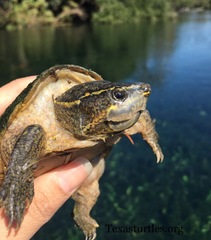 Sternotherus odoratus