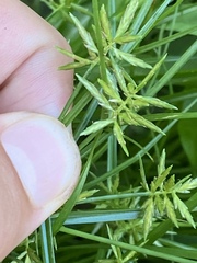 Cyperus filicinus