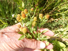 Helenium elegans