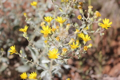 Heterotheca zionensis