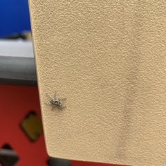 Menemerus bivittatus