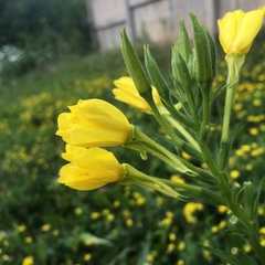 Oenothera