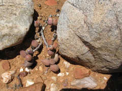Adromischus filicaulis