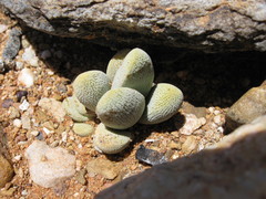 Crassula tecta