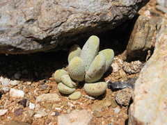 Crassula tecta