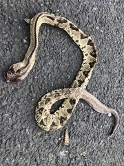 Crotalus simus