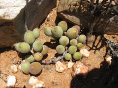 Adromischus filicaulis
