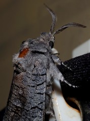 Culama suffusca