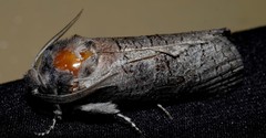 Culama suffusca