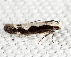 Agnippe prunifoliella
