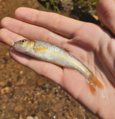 Nocomis platyrhynchus