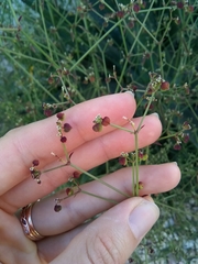 Euphorbia graminea