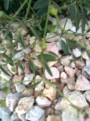 Euphorbia graminea