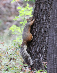 Sciurus nayaritensis
