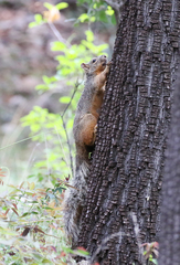 Sciurus nayaritensis