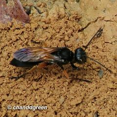 Sphex subtruncatus