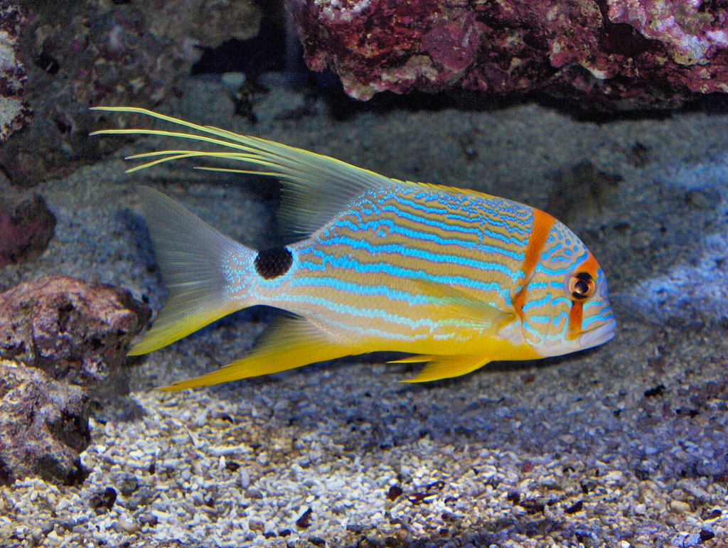 Sailfin Snapper