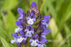 Prunella vulgaris lanceolata