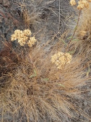 Asclepias fascicularis