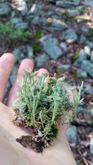 Cladonia mateocyatha